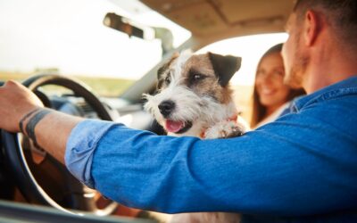 ¿Vale la pena contratar un Seguro para Mascotas? Esto es lo que debes saber.